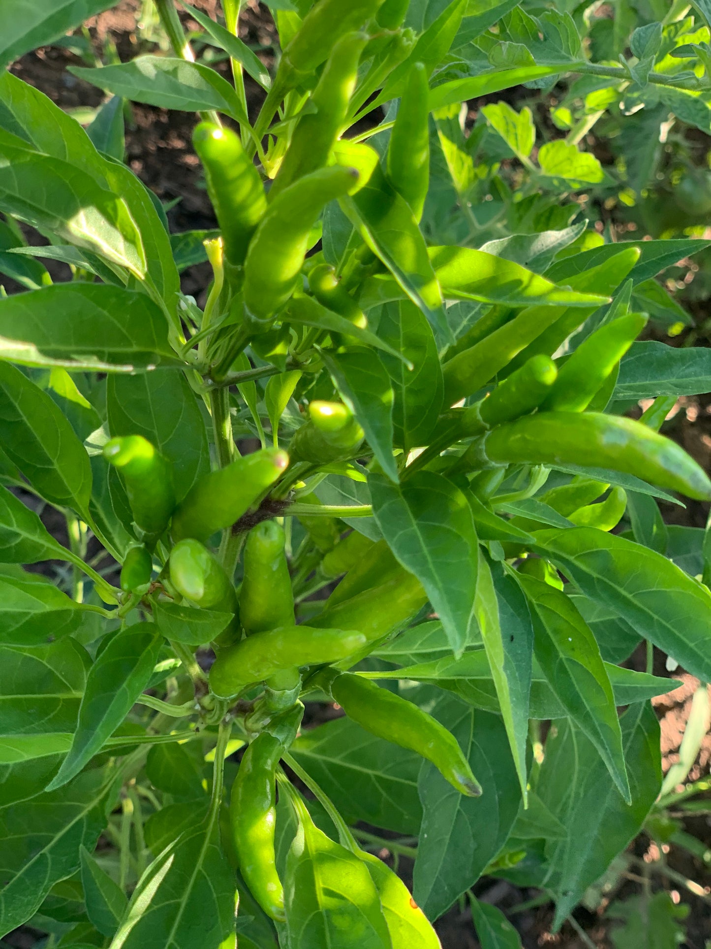 HOT PEPPER SEEDS - THAI CHILI - 100 Seeds