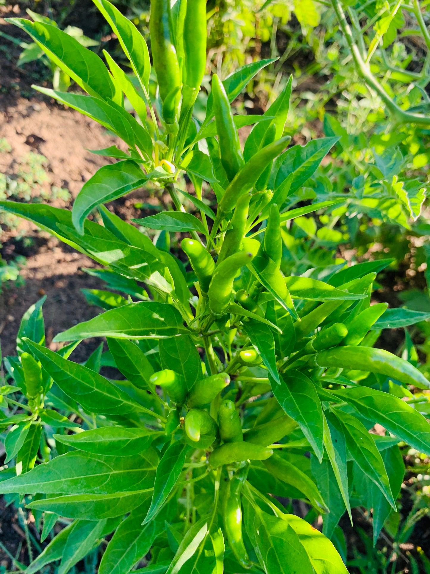 HOT PEPPER SEEDS - THAI CHILI - 100 Seeds