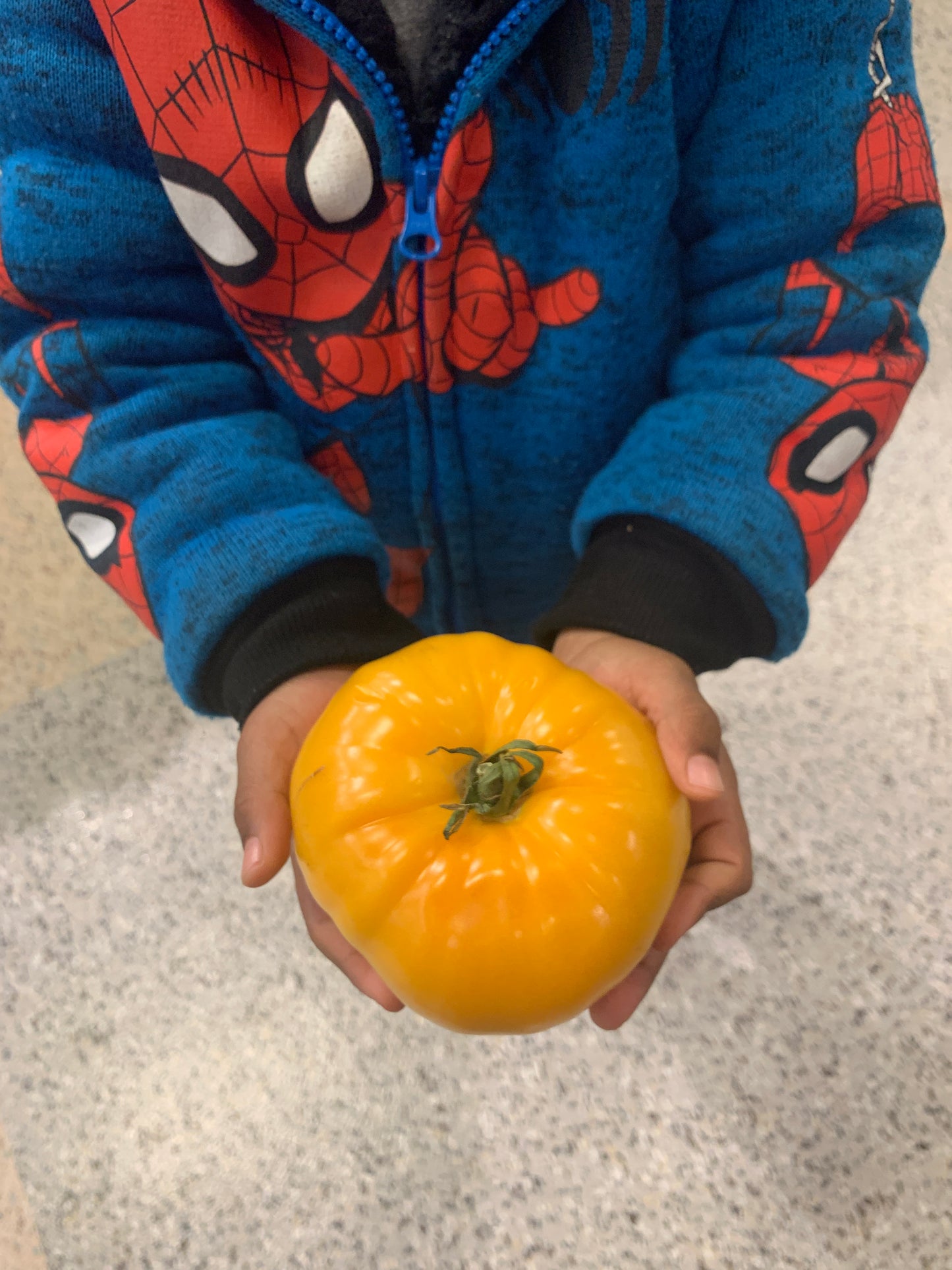 Yellow Brandywine Tomato Seeds