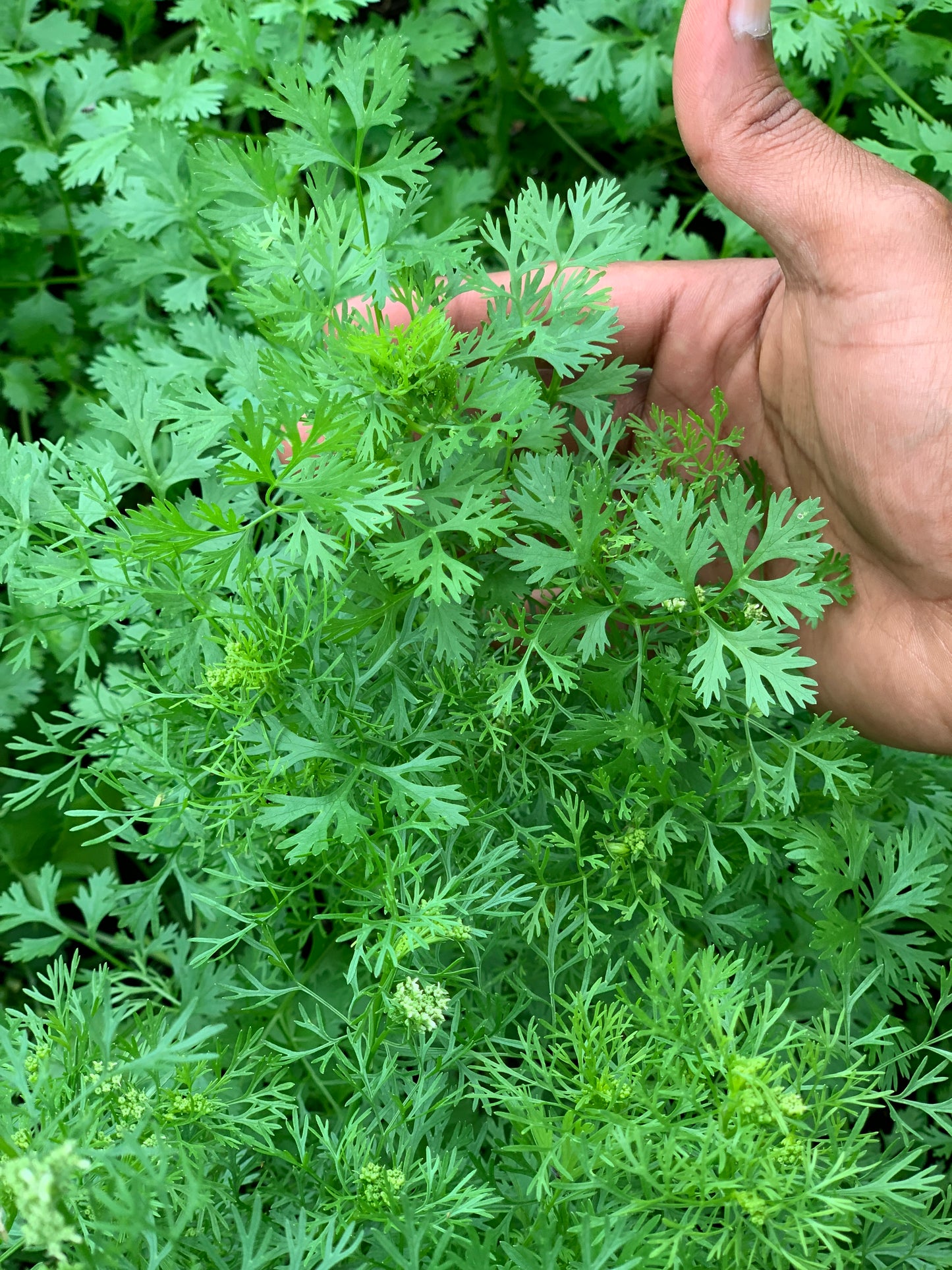 CILANTRO SEEDS - SLOW BOLT - 100 Seeds