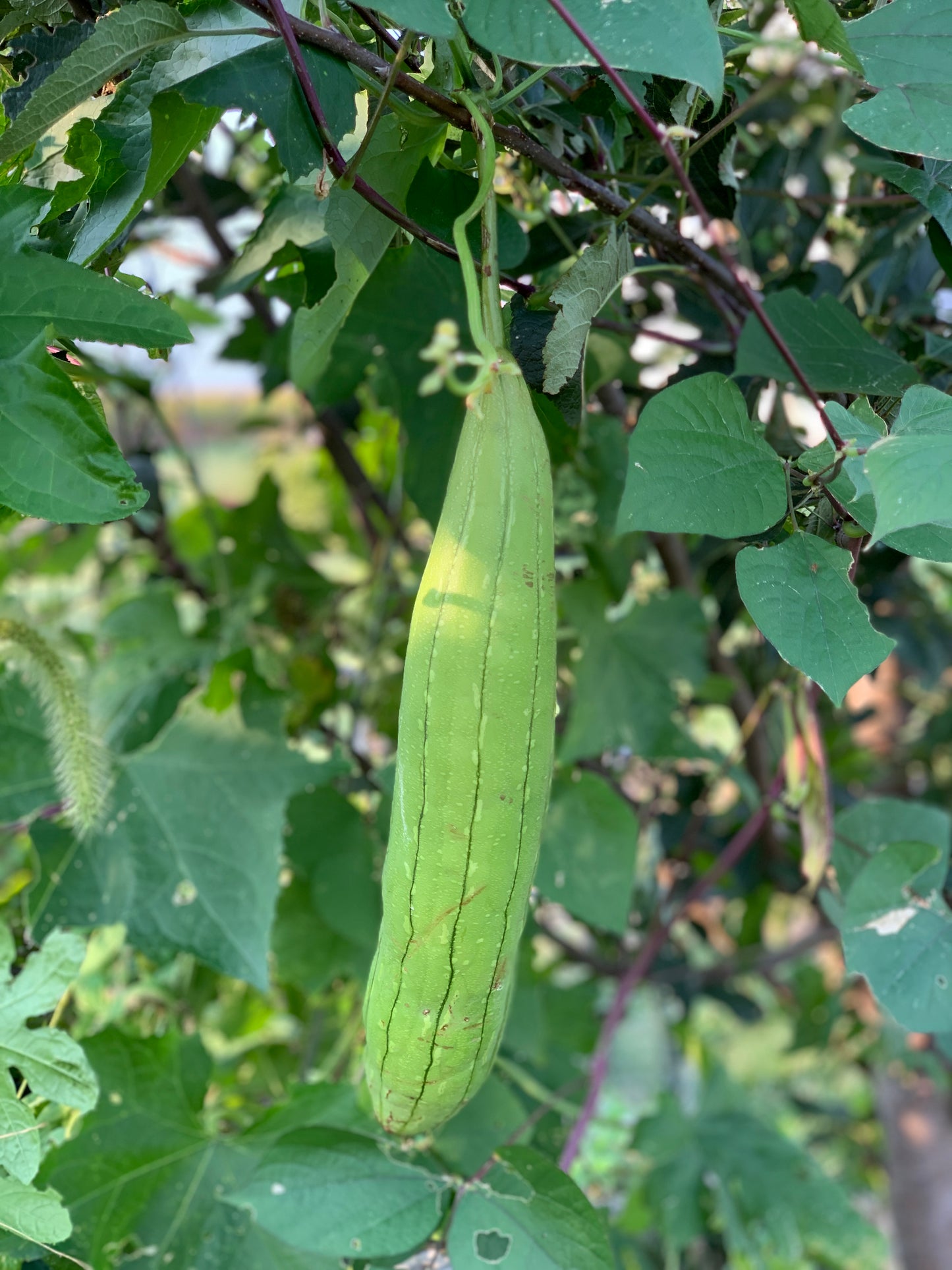 GOURDS SEEDS - LUFFA SPONGE - 30 seeds