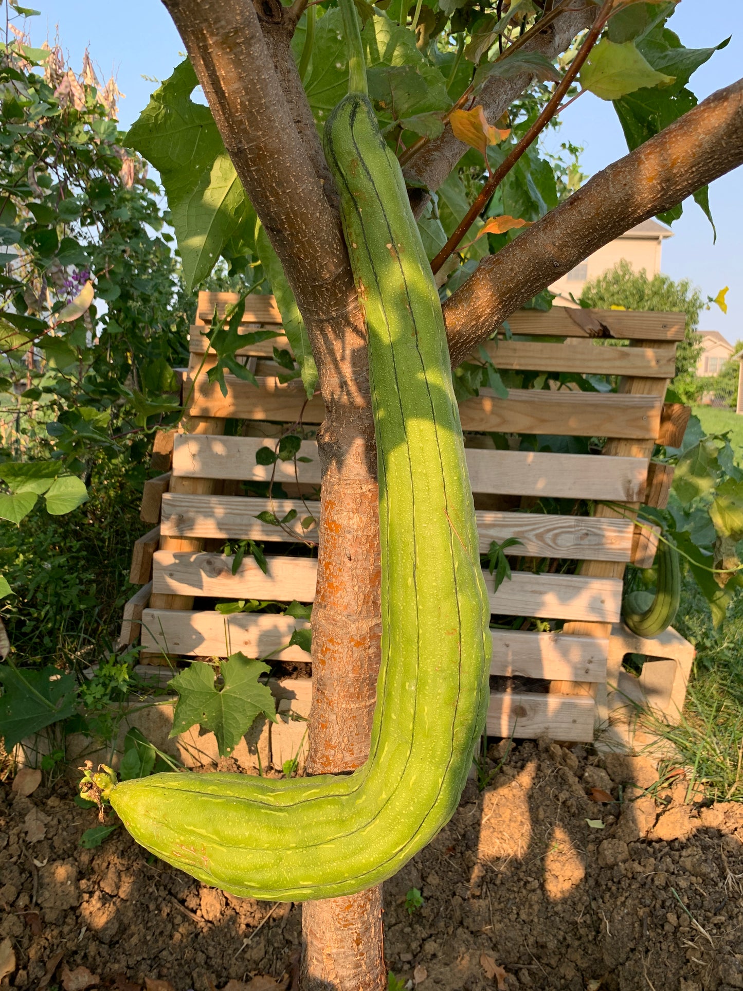 GOURDS SEEDS - LUFFA SPONGE - 30 seeds