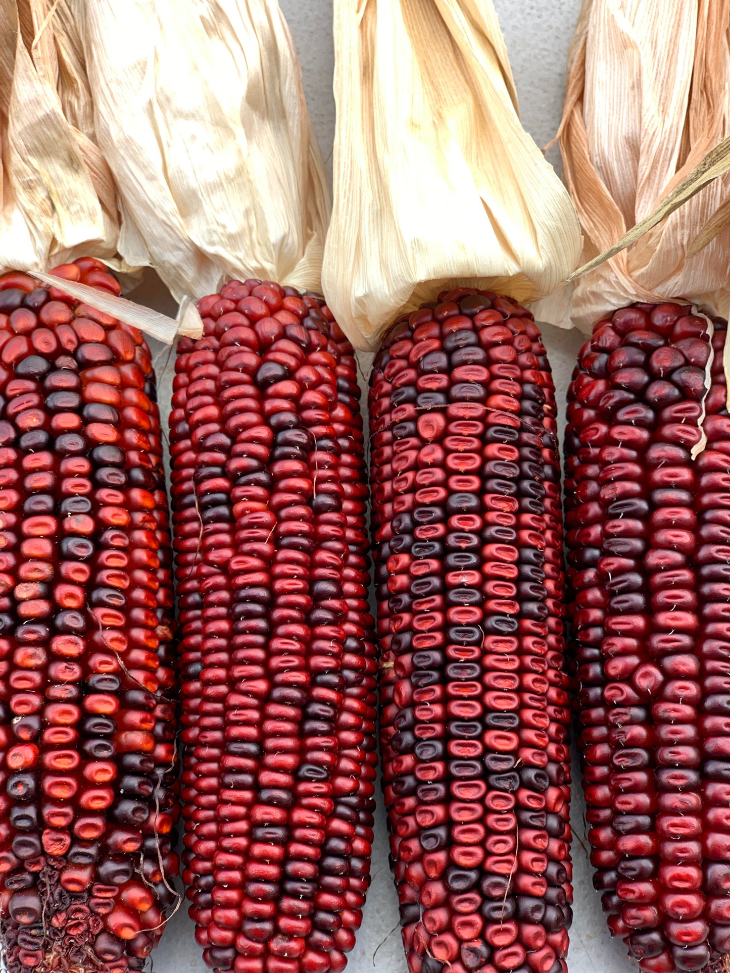 Bloody Butcher Dent Corn Plots