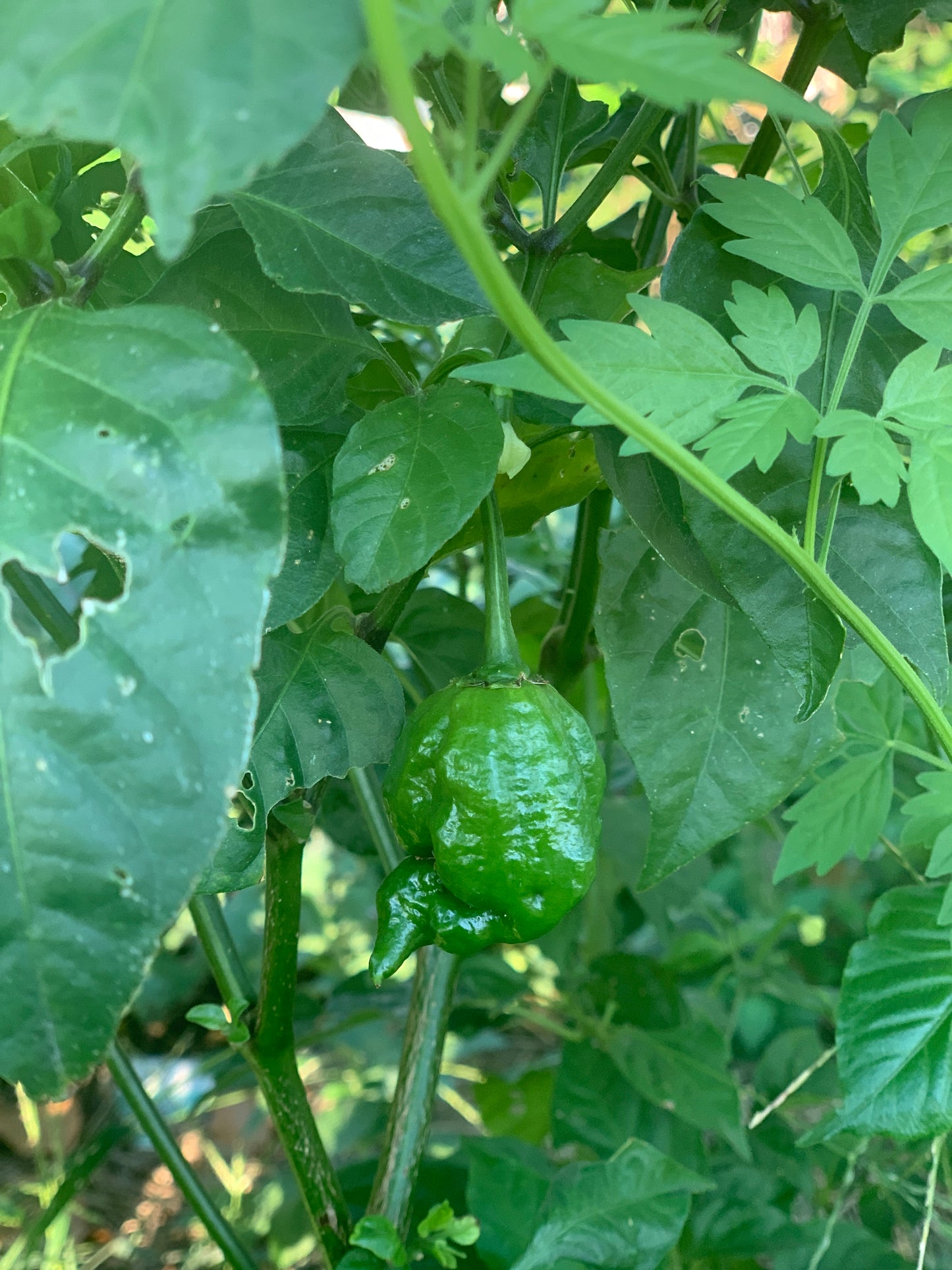 Trinidad Scorpion Pepper _ Trinidad Scorpion Butch T Pepper Moruga Scorpion Pepper