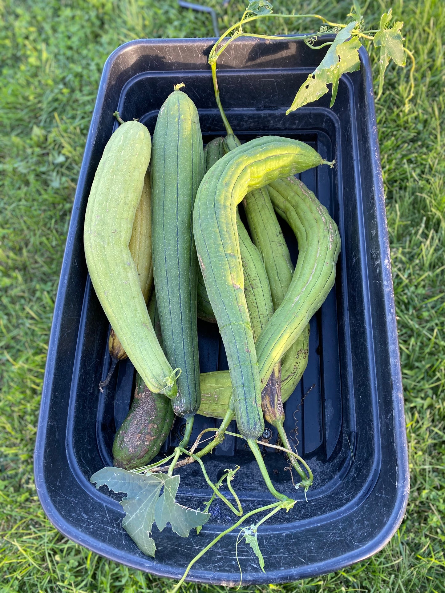 GOURDS SEEDS - LUFFA SPONGE - 30 seeds