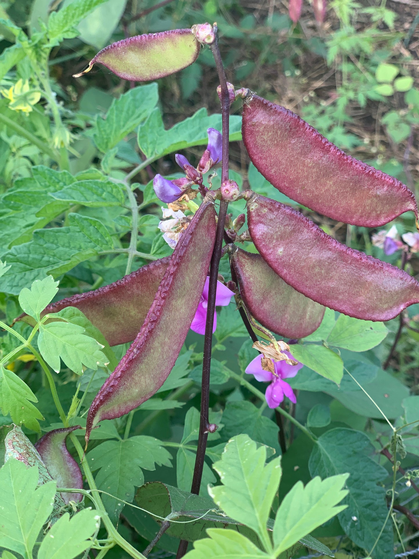 Hyacinth Bean - 30 Seeds