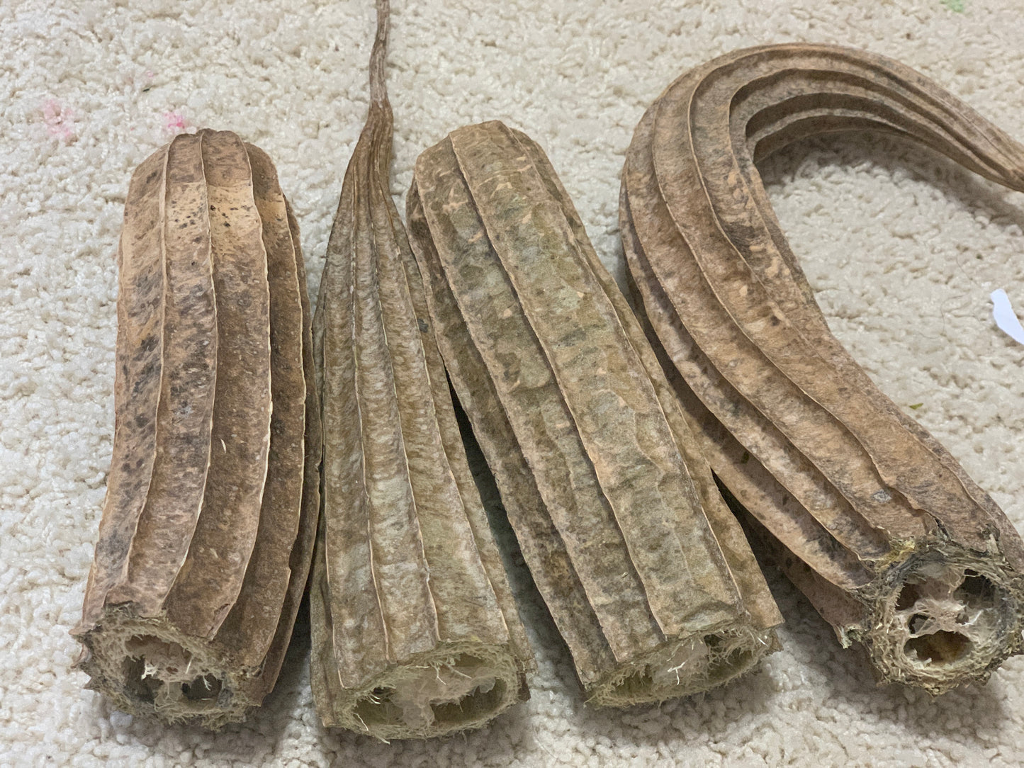 Chinese Okra / Ridge Gourd - 30 seeds