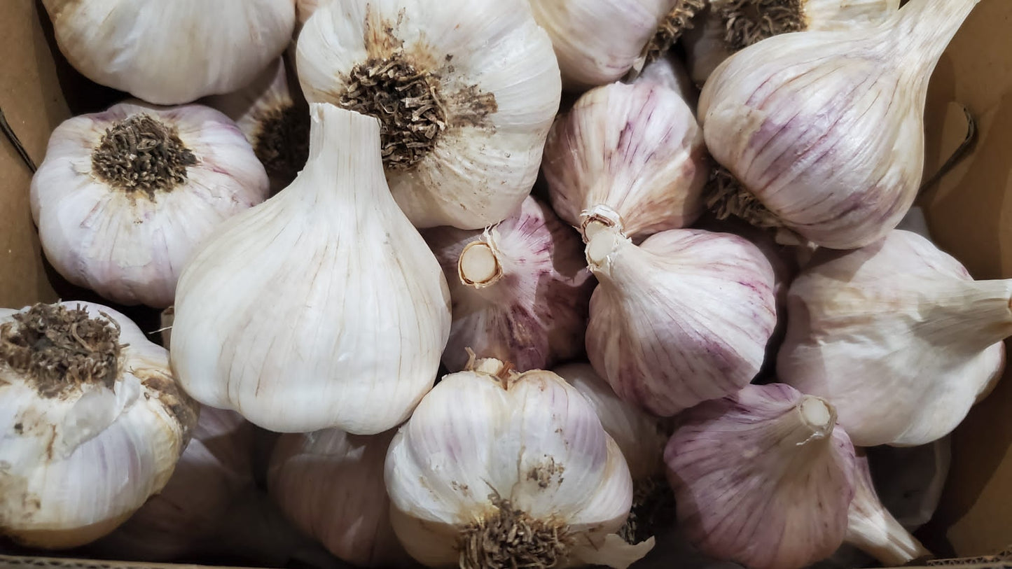 Fall Garlic Seed Organic - Music Hard Neck