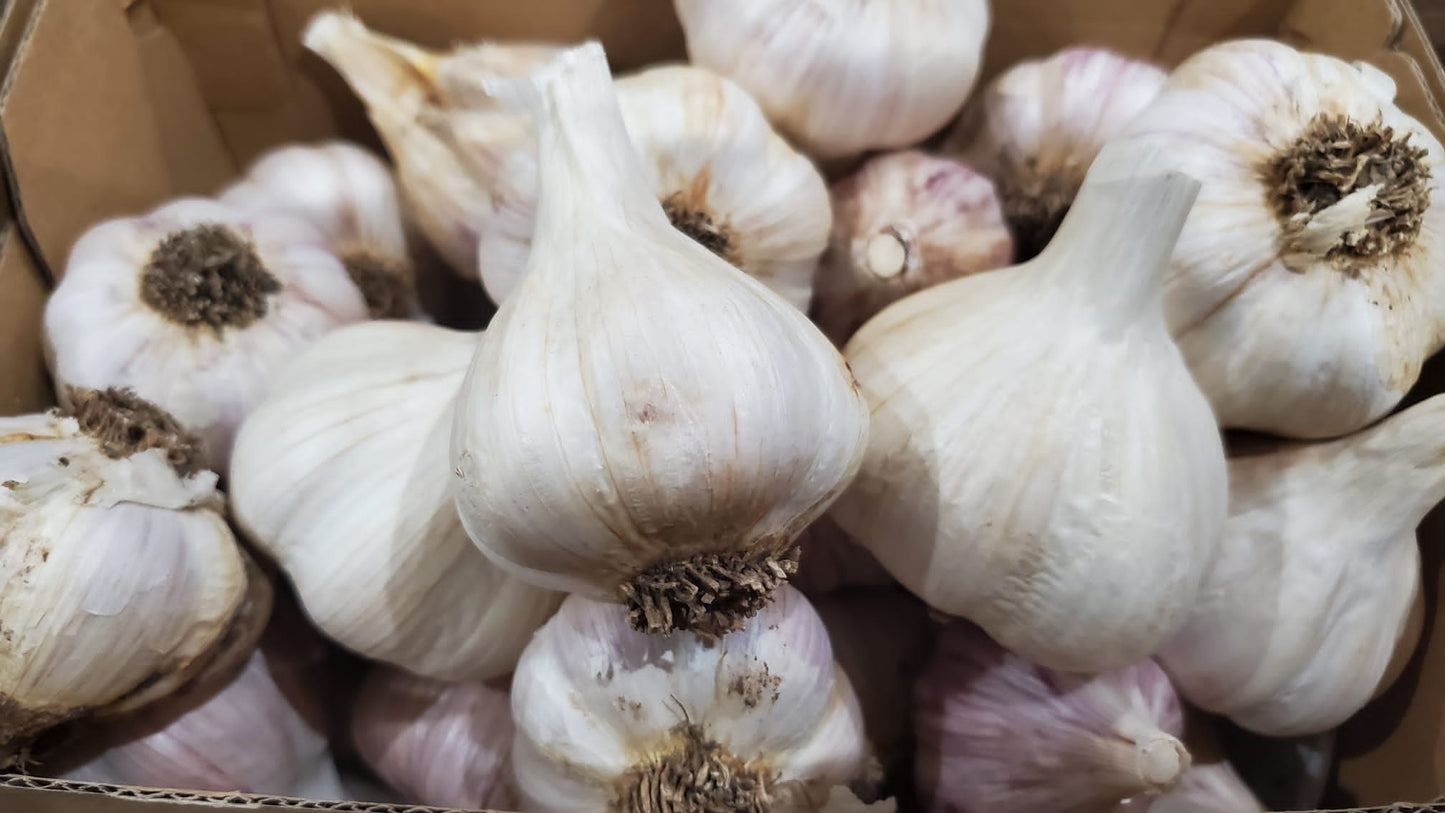 Fall Garlic Seed Organic - Music Hard Neck