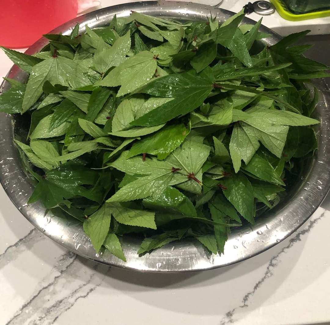 Gongura Red / Sorrel / SEEDS - 50 Seeds