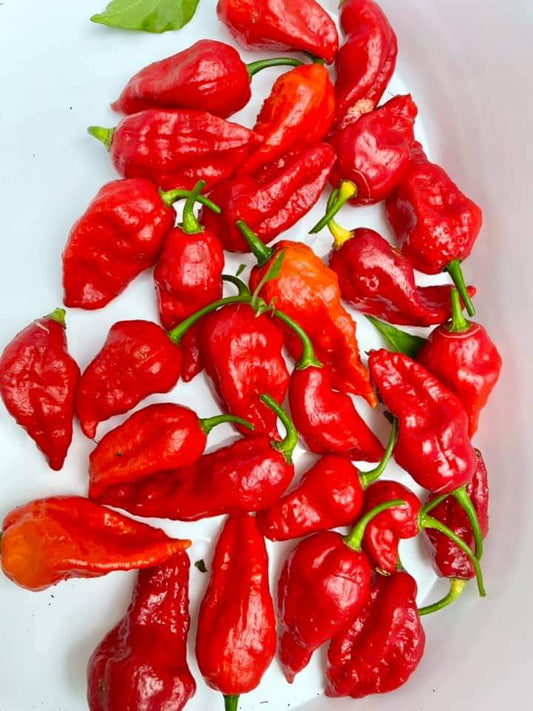 GHOST BHUT JOLOKIA HOT PEPPER SEEDS - 100 Seeds