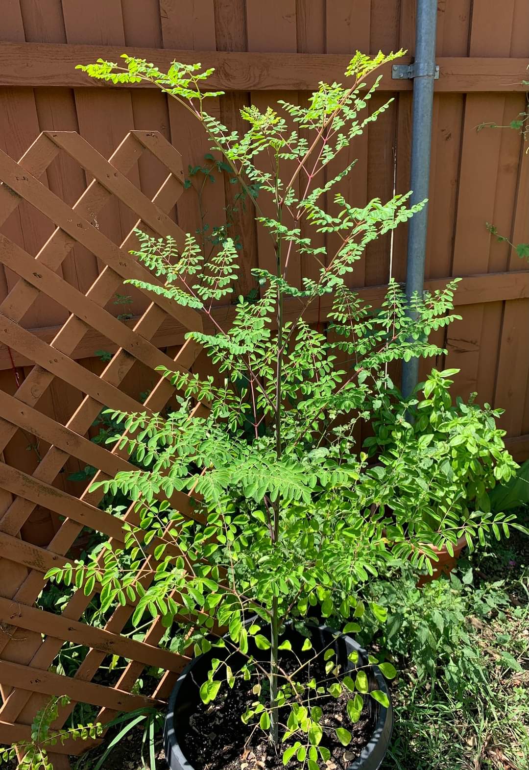 Moringa Seeds for Planting / Eating - 50 Seeds