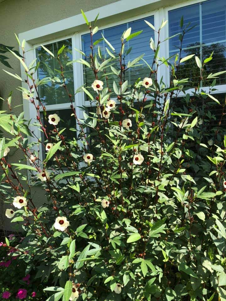 Gongura Red / Sorrel / SEEDS - 50 Seeds