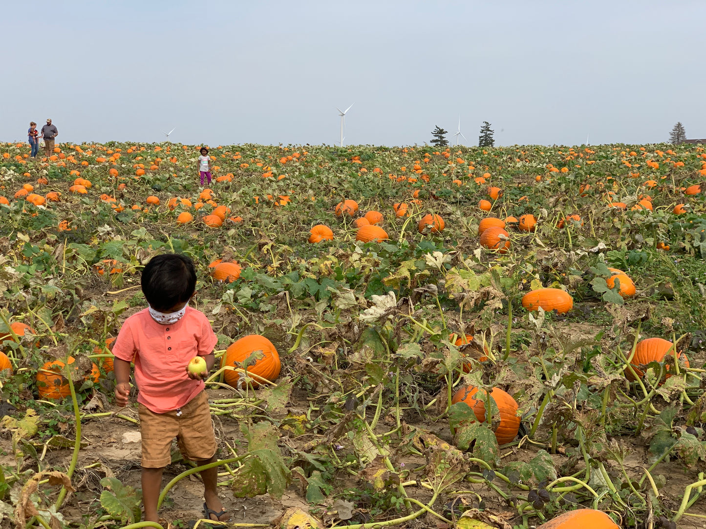 PUMPKIN SEEDS - NEW ENGLAND SUGAR PIE PUMPKIN - 30 Seeds