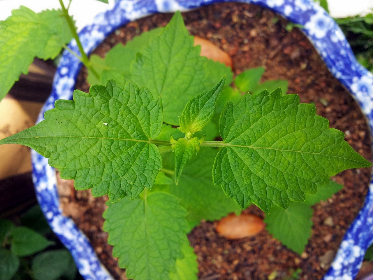 AGERATUM SEEDS - DONDO BLUE - 100 Seeds