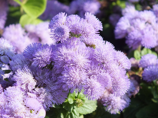 AGERATUM SEEDS - DONDO BLUE - 100 Seeds