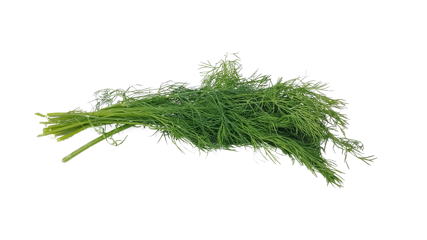 Bouquet Dill Herb Seeds - 100 Seeds