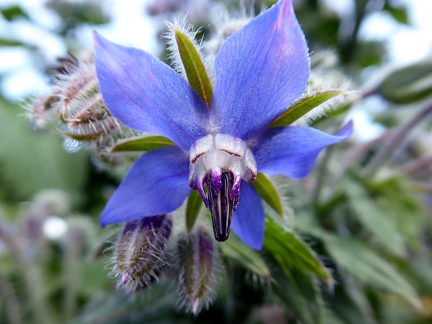 Borage Culinary Herb Seeds - 100 Seeds
