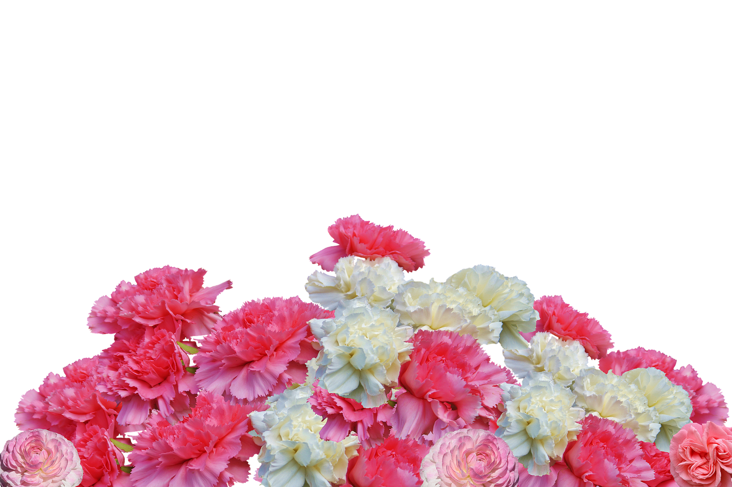 CARNATION SEEDS - ENFANT DE NICE MIX - 50 Seeds