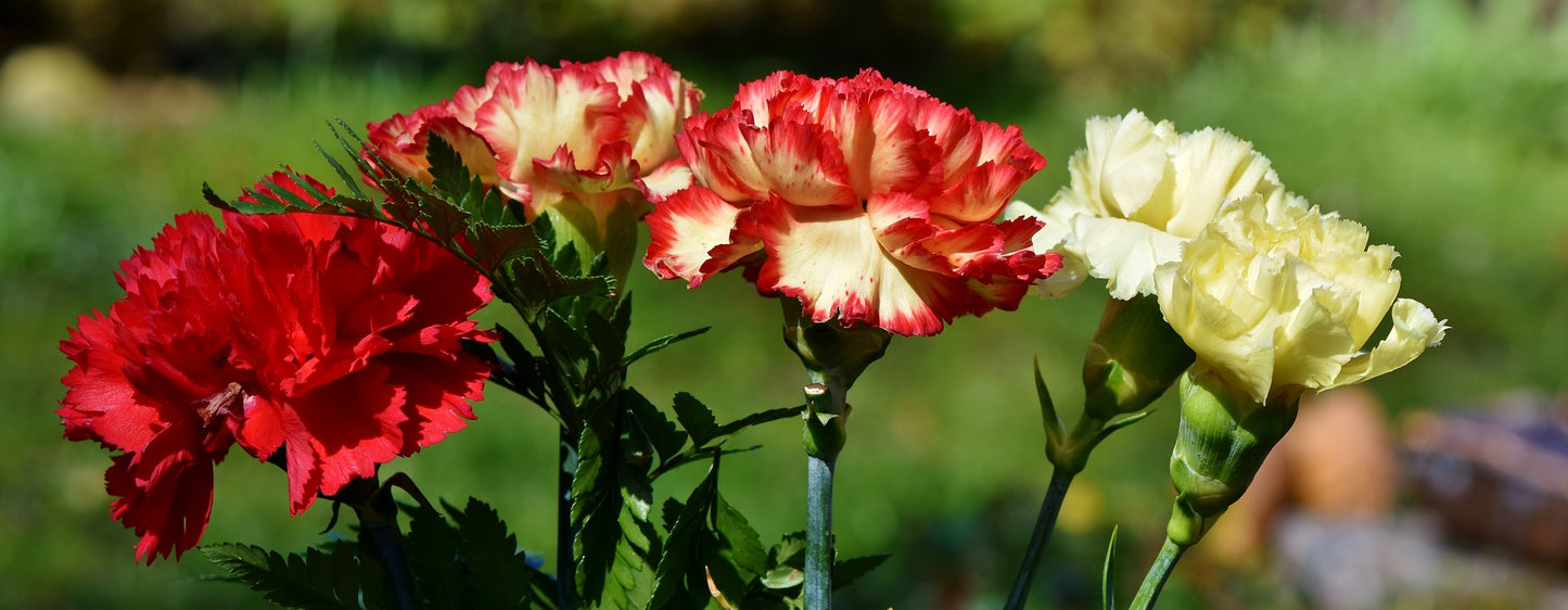 CARNATION SEEDS - ENFANT DE NICE MIX - 50 Seeds