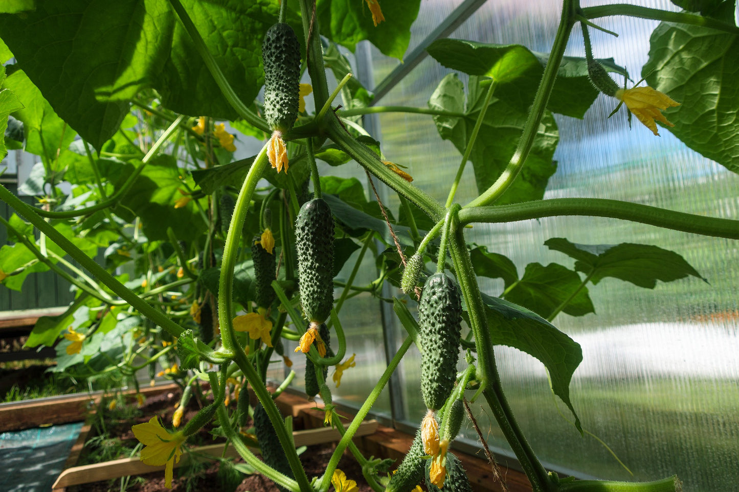 Boston Pickling Cucumber Seeds - 50 Seeds