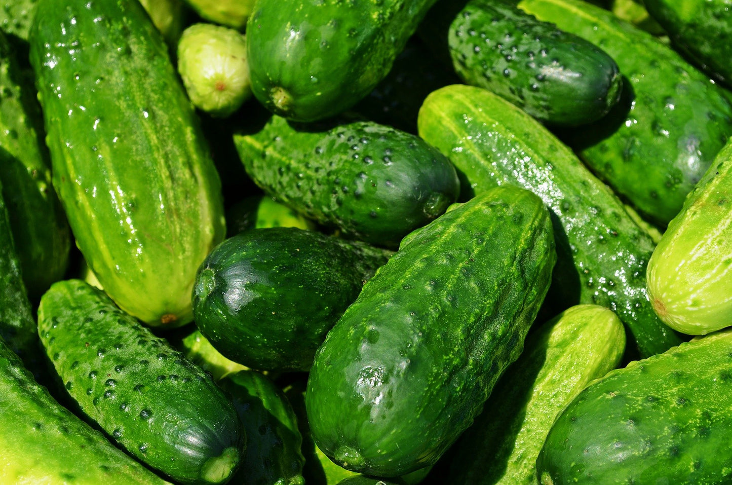 Boston Pickling Cucumber Seeds - 50 Seeds
