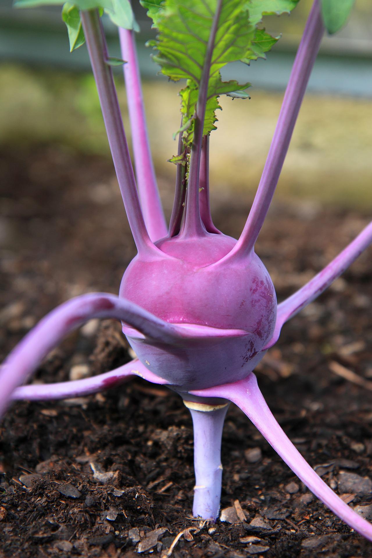 Kohlrabi Seeds - Purple Vienna - Microgreen - 100 Seeds