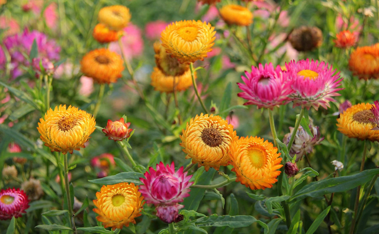 STRAWFLOWER (DWARF) SEEDS - TOM THUMB MIX