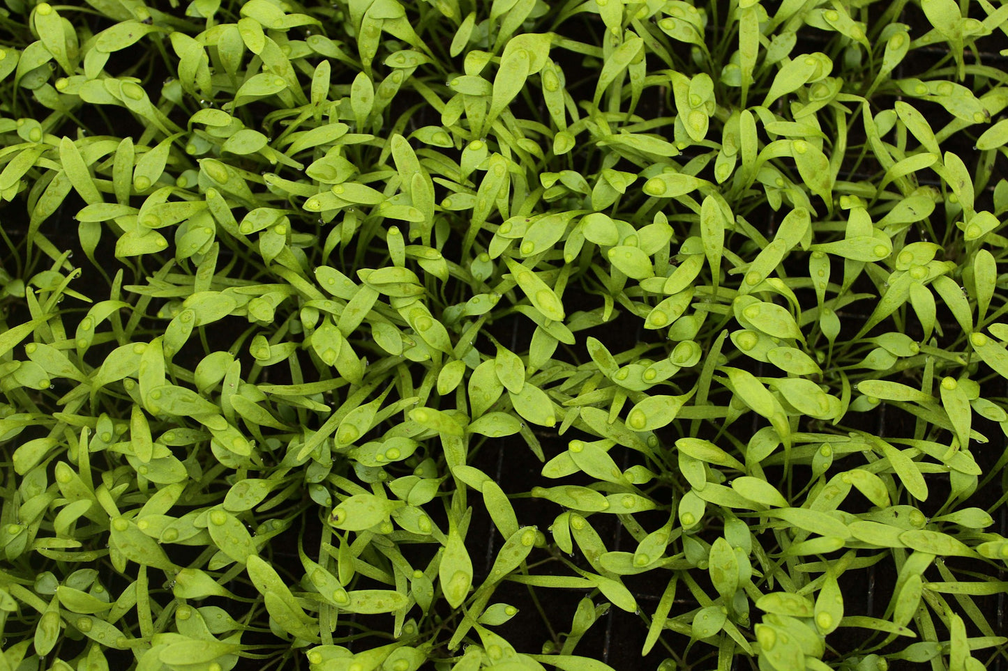 Purslane Plant (GOLDEN) Herb Spinach Seed - 300 Seeds