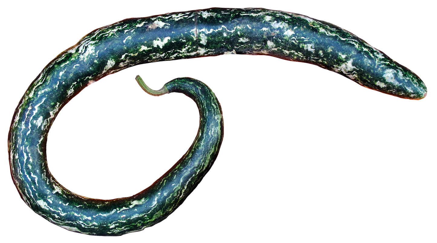 Snake Gourd - Non GMO