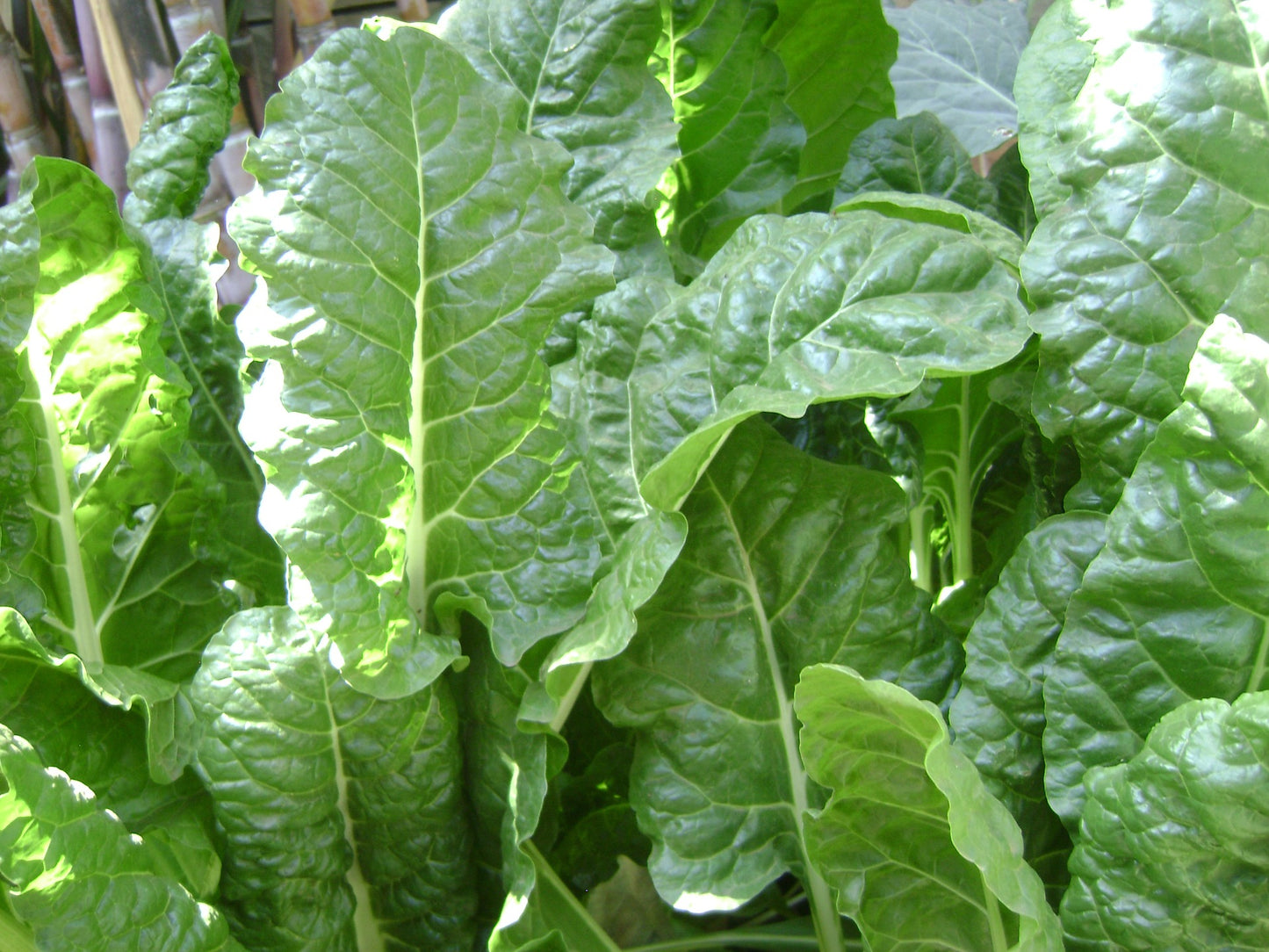 SPINACH SEEDS - BLOOMSDALE LONG STANDING
