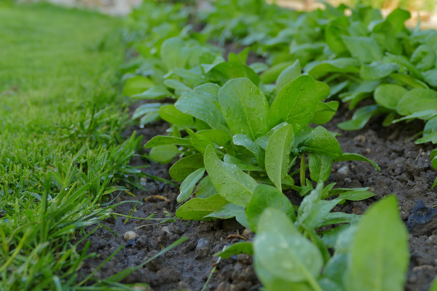 SPINACH SEEDS - BLOOMSDALE LONG STANDING
