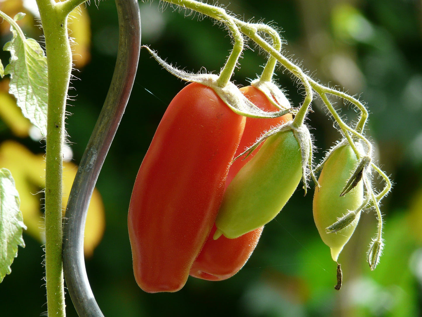 SAN MARZANO (INDETERMINATE) Tomato