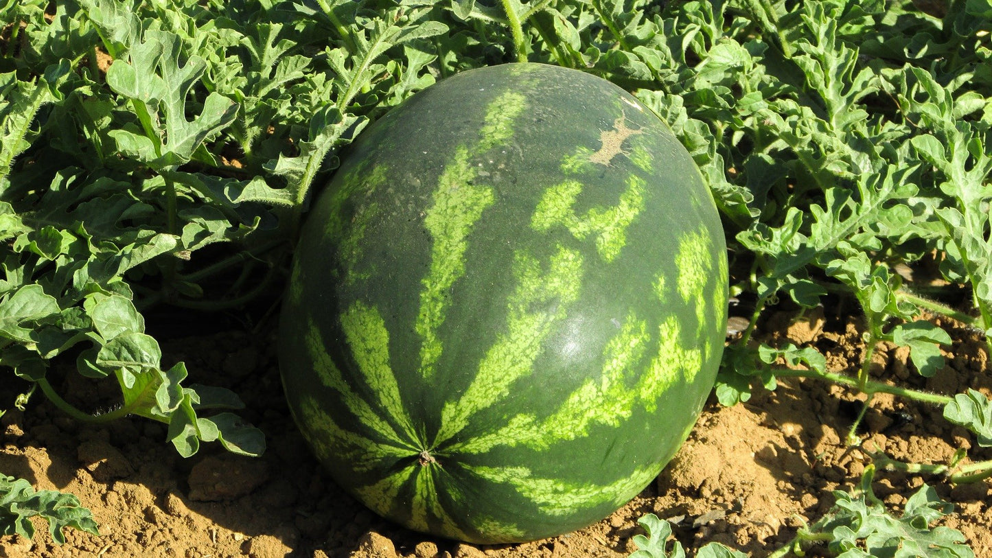 CRIMSON WATERMELON SEEDS - 50 Seeds