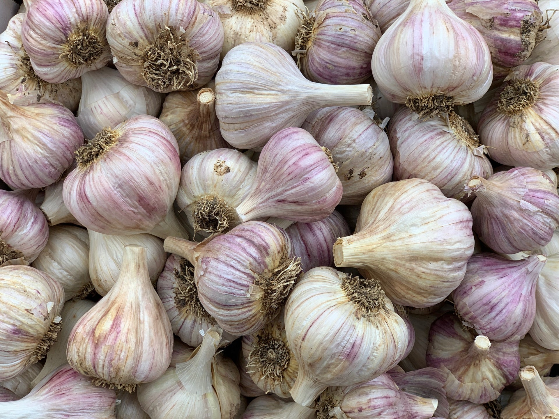 Load video: Organic Garlic Farm Preparation