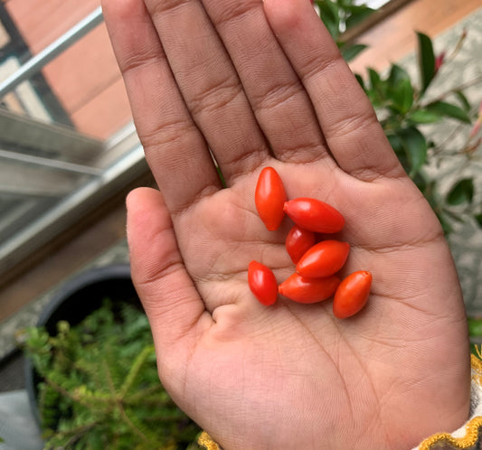 GOJI Berry SEEDS - 100 Seeds