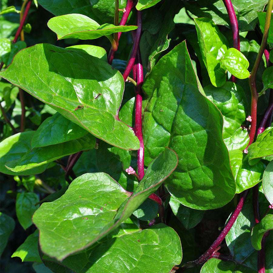 RED MALABAR SPINACH  Vietnamese Spinach