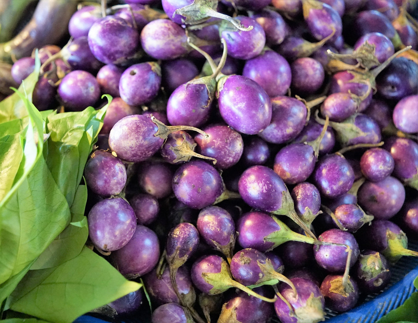 Heirloom Eggplant - Round Mauve - 100 Seeds