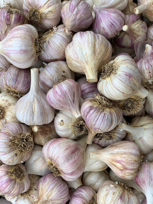 Garlic Organic - German Red Hard Neck