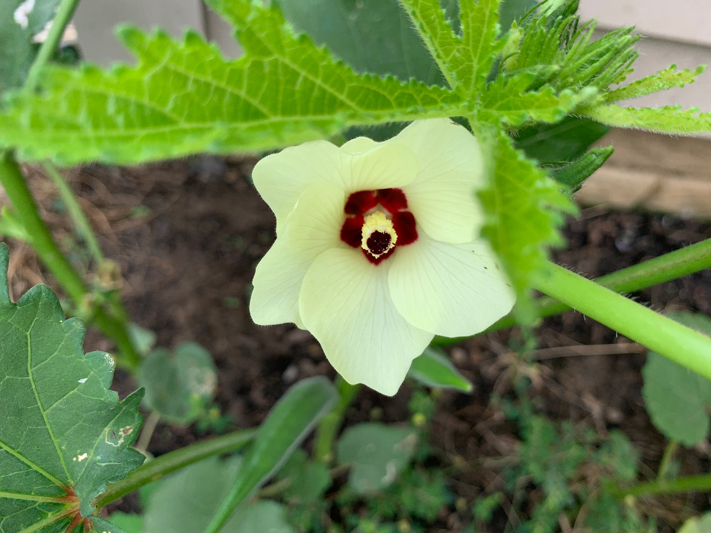 Clemson Spineless Okra Seeds HEIRLOOM - 100 Seeds