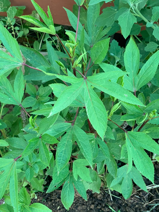 Gongura Red / Sorrel / SEEDS - 50 Seeds