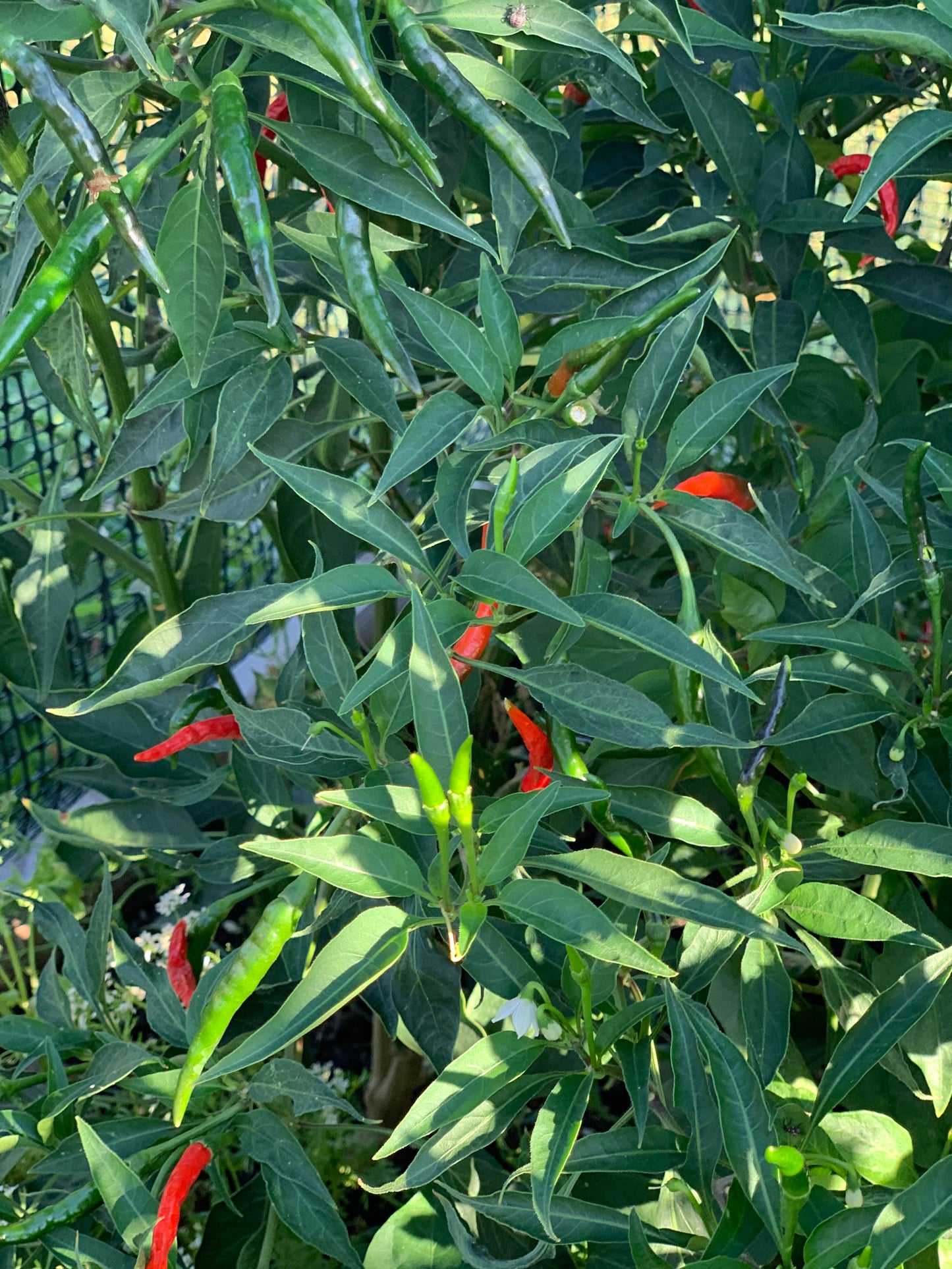 Thai Chili Hot Pepper