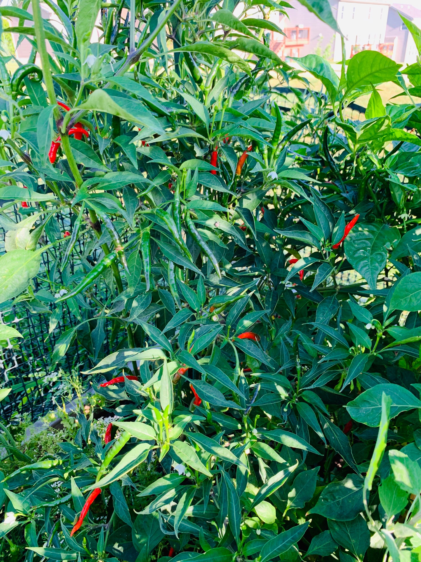 Thai Chili Hot Pepper