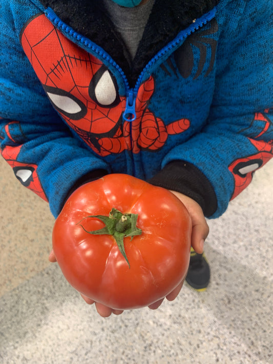 Beefsteak Rainbow Tomato - 100 Seeds