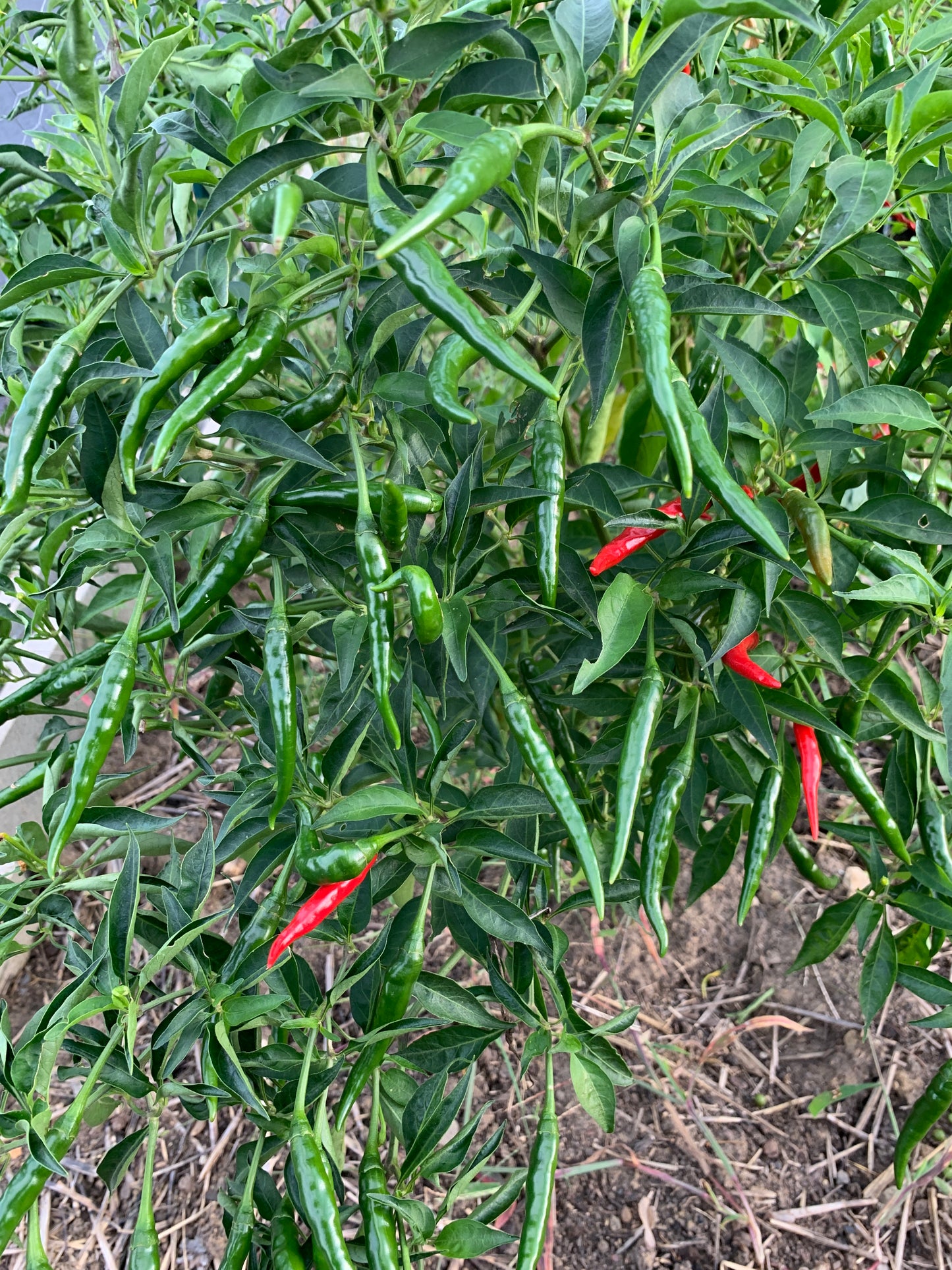 Thai Chili Hot Pepper