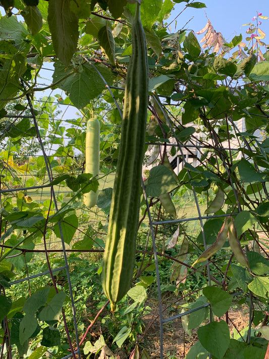 Chinese Okra / Ridge Gourd - 30 seeds