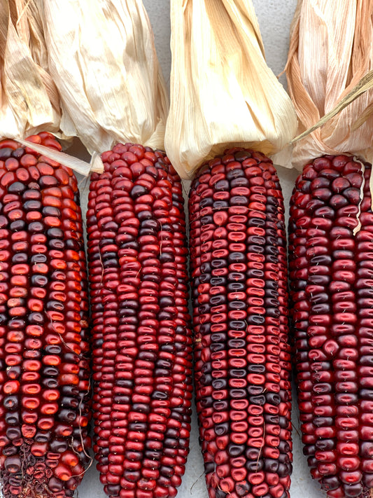 Bloody Butcher Corn Dent - 50 Seeds