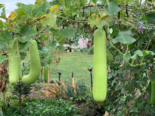 Bottle Gourd Heirloom - 30 Seeds