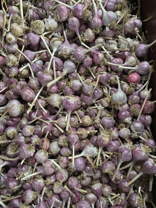 Garlic Organic - Purple Glaze Hard Neck