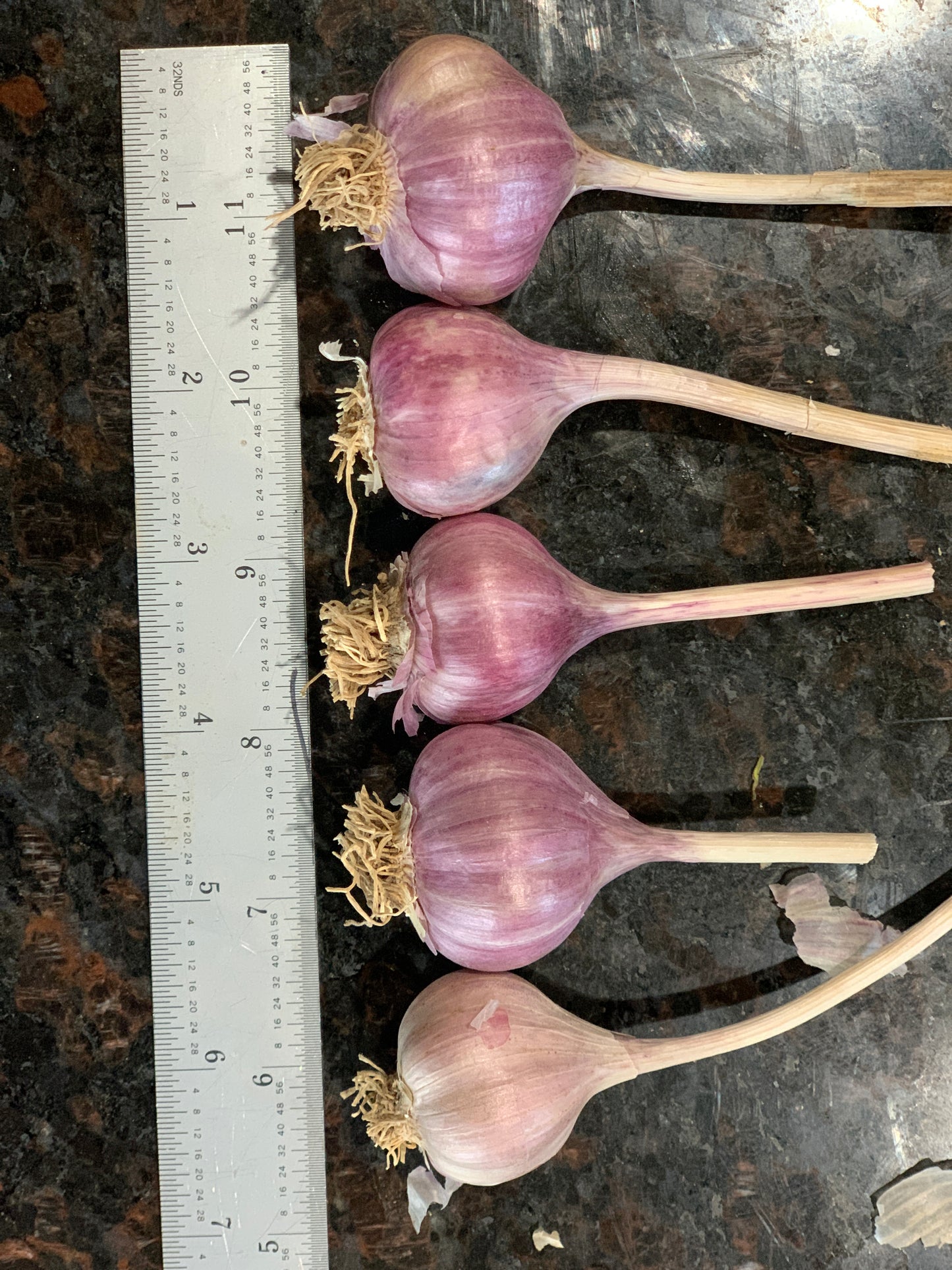 Garlic Organic - Purple Glaze Hard Neck